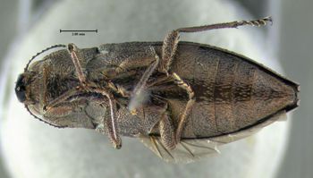 Media type: image;   Entomology 611733 Aspect: habitus ventral view